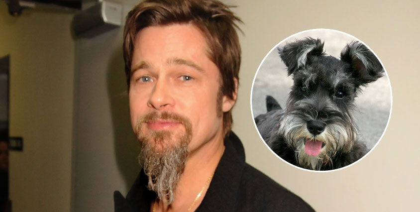 Med det h&auml;r l&aring;nga sk&auml;gget p&aring;minner Brad Pitt en hel del om en dv&auml;rgschnauzer.