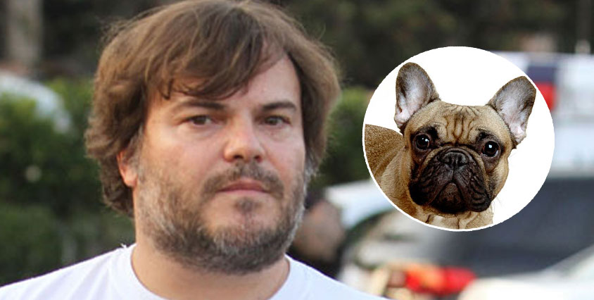 Om Jack Black vore en hund skulle han vara en fransk bulldogg!