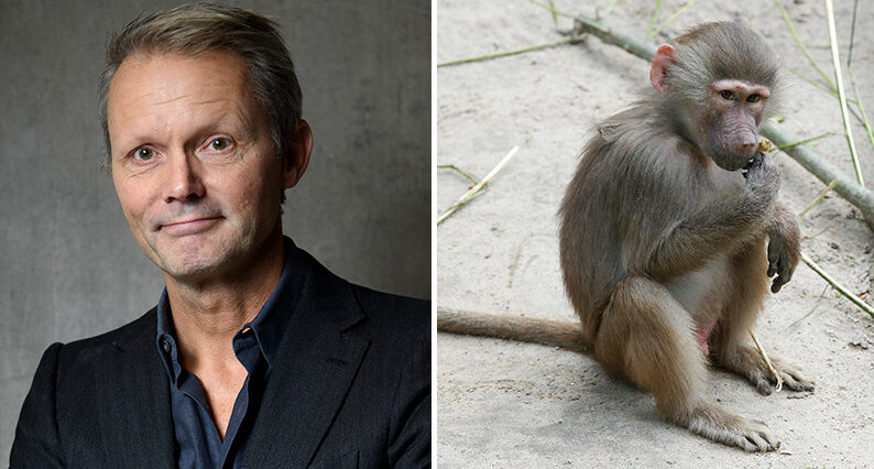 Felix Herngrens babian-f&ouml;rsvar efter skandalen