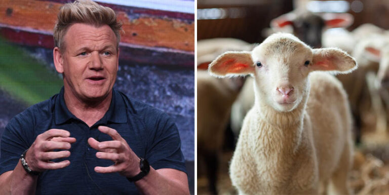 Gordon Ramsays osmakliga lammvideo v&auml;cker ramaskri